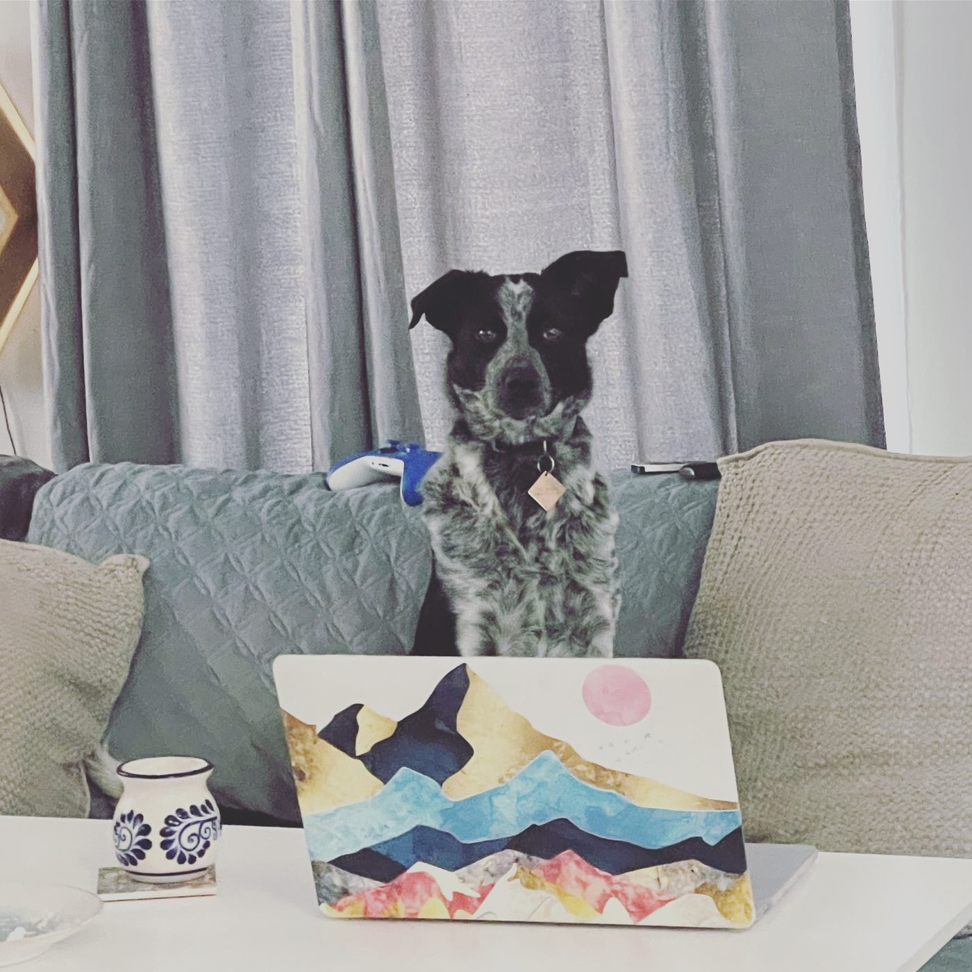 Guajillo, a black and white speckled Australian Cattle Dog