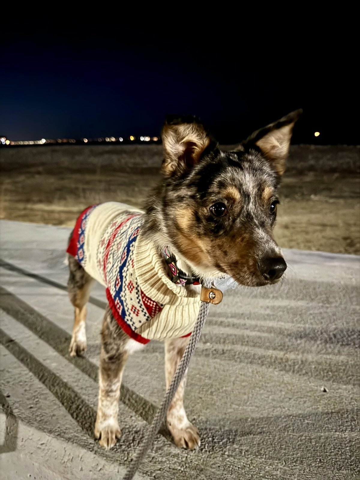 Mirasol, a tan merle Australian Cattle Dog with alert ears