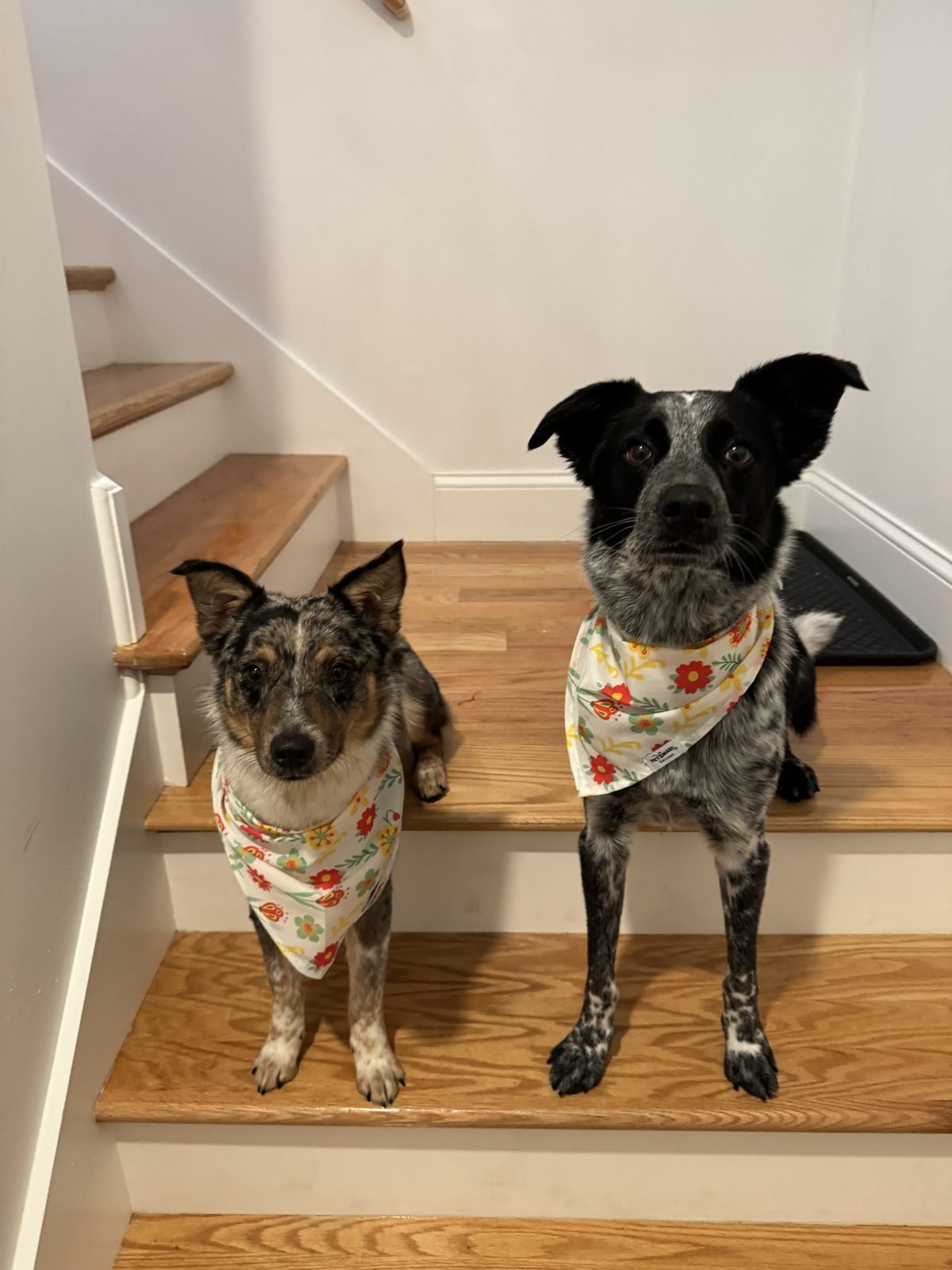 Mirasol and Guajillo, two Australian Cattle Dogs, sitting together on the stairs in matching floral bandanas